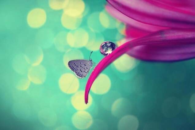 Макрофотография бабочки