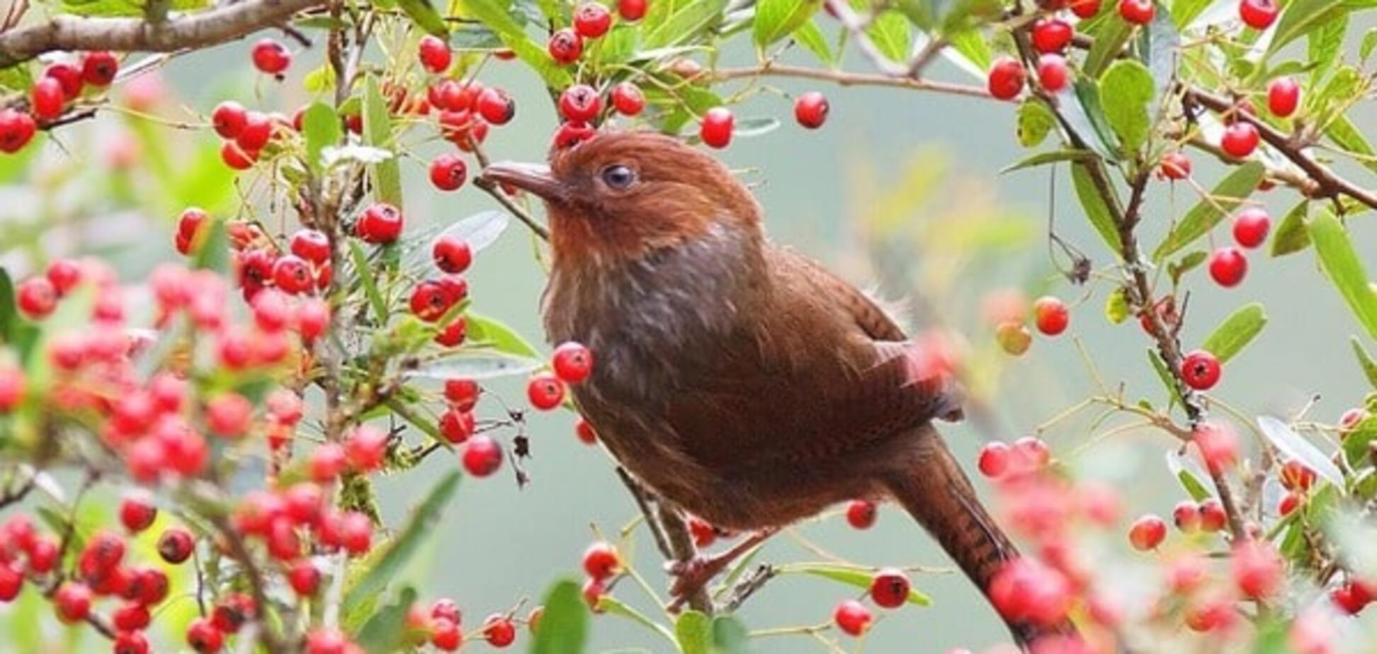 Птица среди цветов