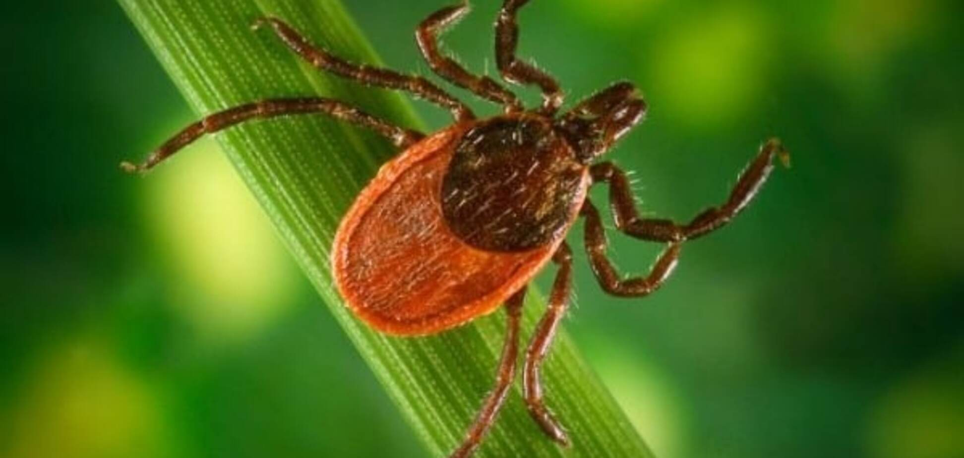 Напади кліщів: київські лікарні зустріли перших постраждалих