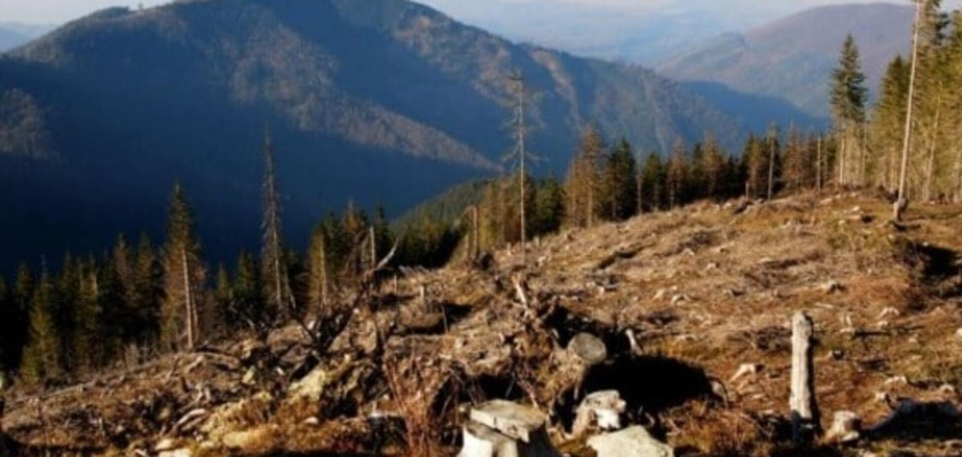 Приклад для України: Румунія прирівняла вирубку лісу до тероризму