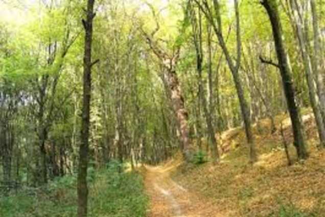 Прокуратура требует вернуть государству масштабные участки леса под Киевом