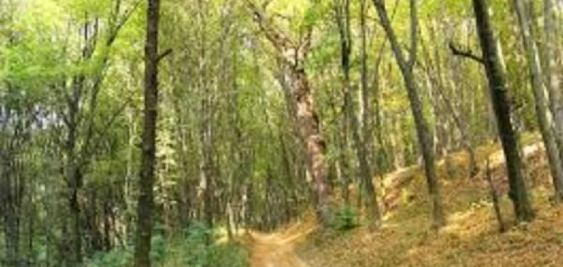 Прокуратура вимагає повернути державі масштабні ділянки лісу під Києвом