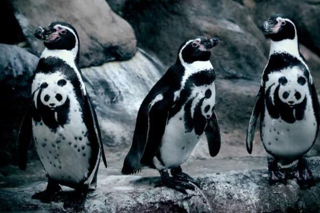 WWF и ЯрмаК встретят Час Земли в прямом эфире ВКонтакте