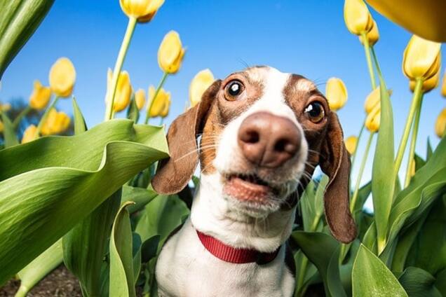 Смешная собака