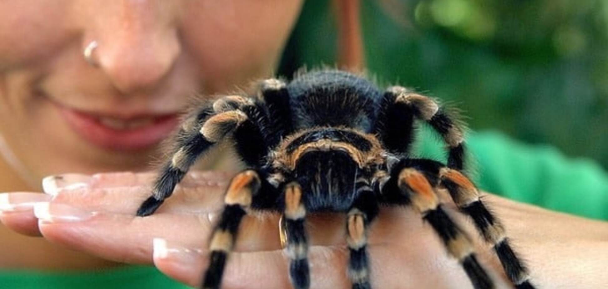 Сила природы: из яда тарантула создали эффективное обезболивающее