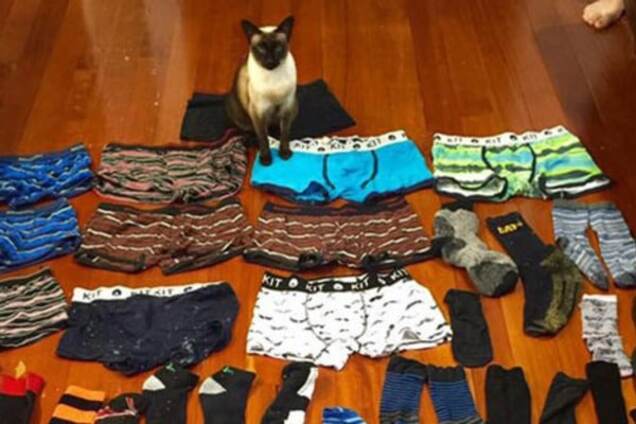 Кошка-воровка