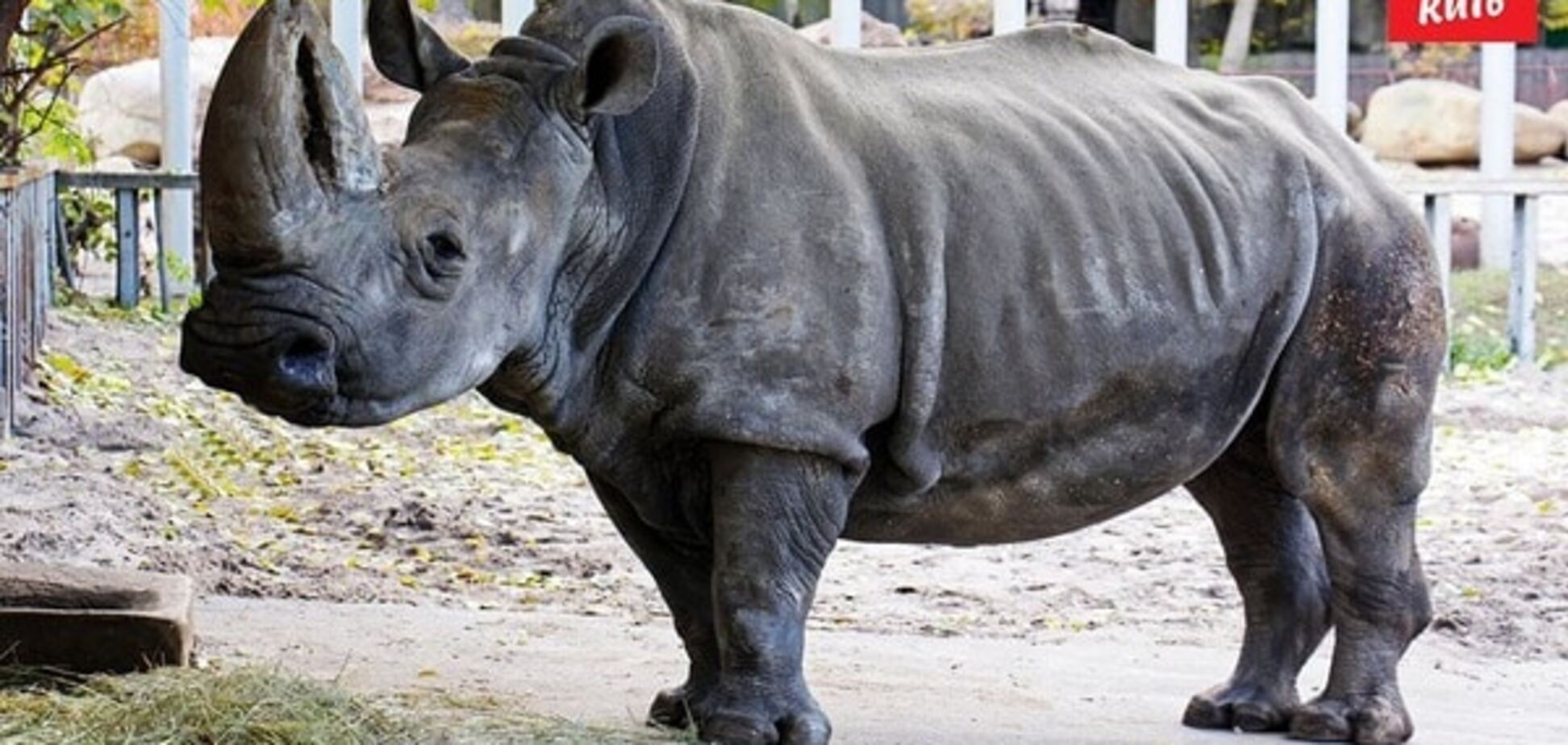Самка носорога Тревога