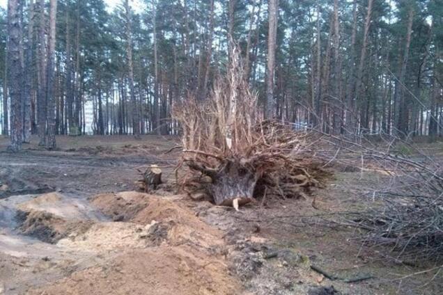 В Ирпене застройщик вырубил столетние сосны в парке, жители готовят акцию протеста