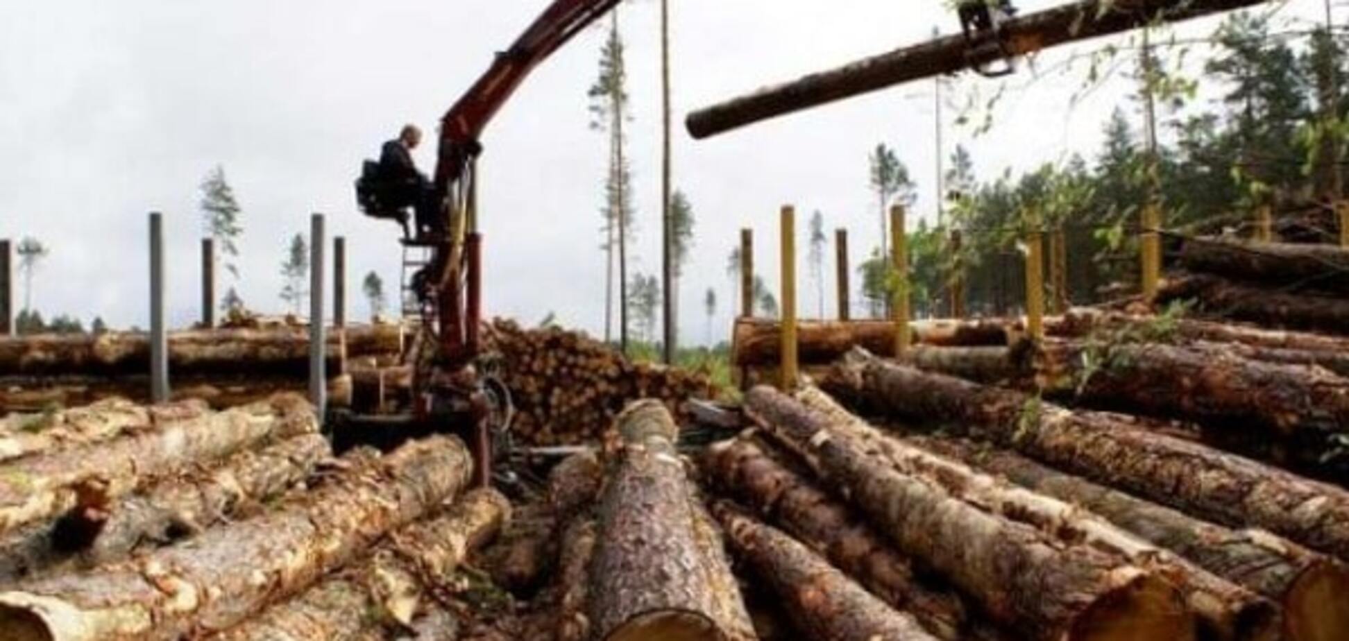Кабмін хоче розпродати ліс: у Раду подали законопроект про зняття мораторію