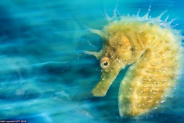 Морской конек