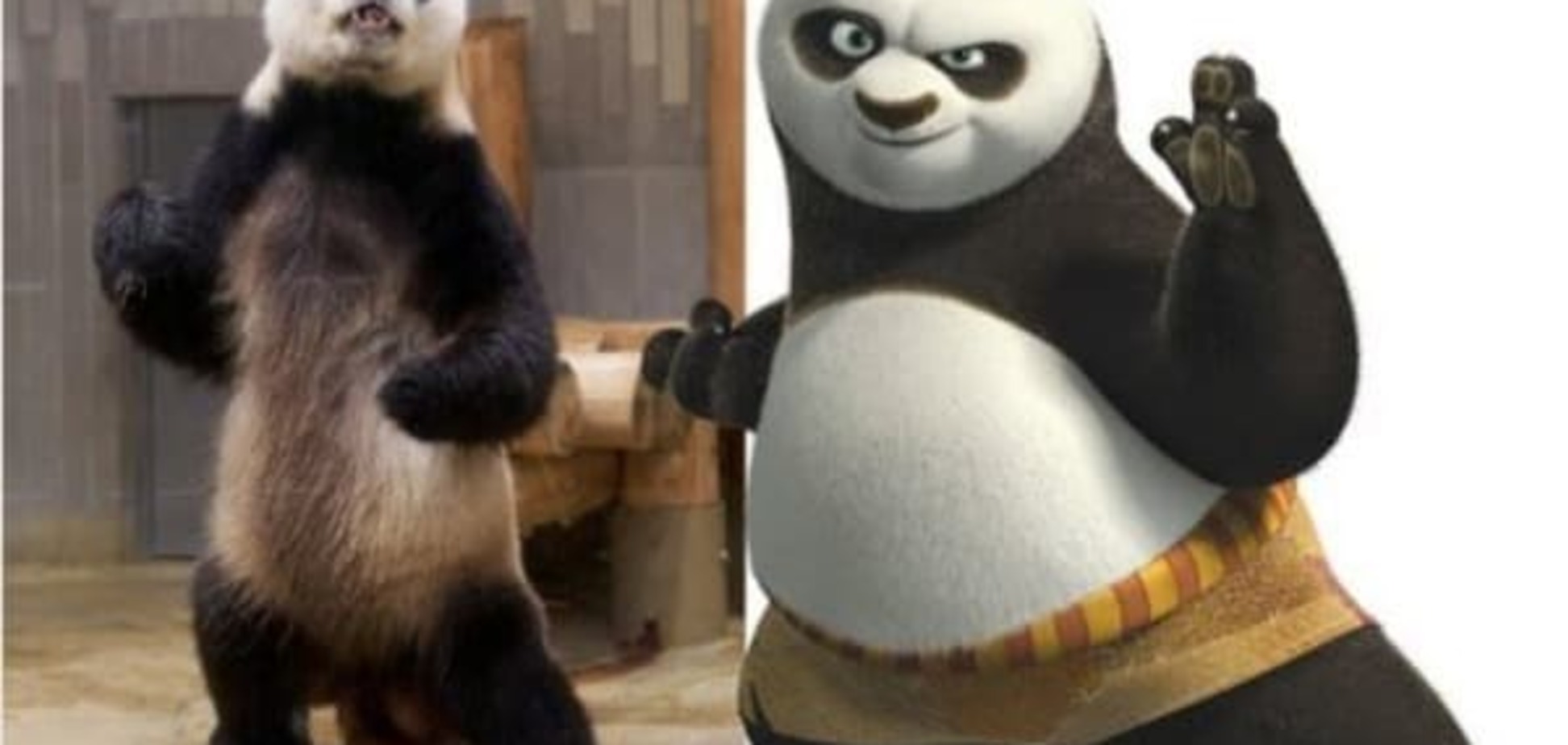 Кунг-фу Панда