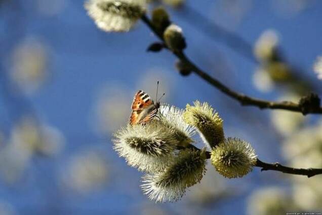 Какой будет погода в Украине к началу апреля: прогноз синоптиков