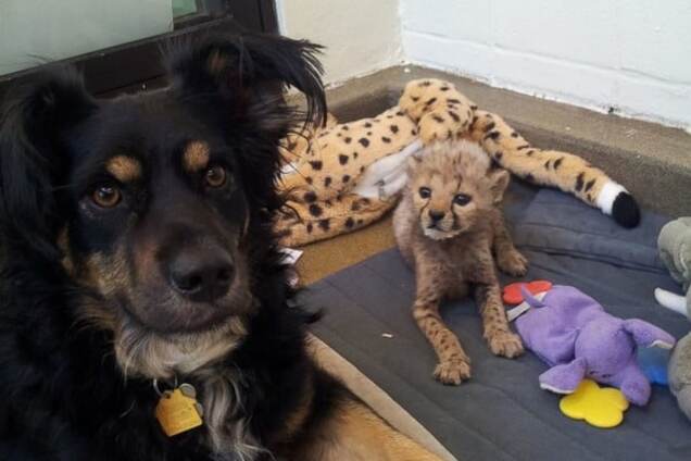 Овчарка Блейкли и детеныши гепарда