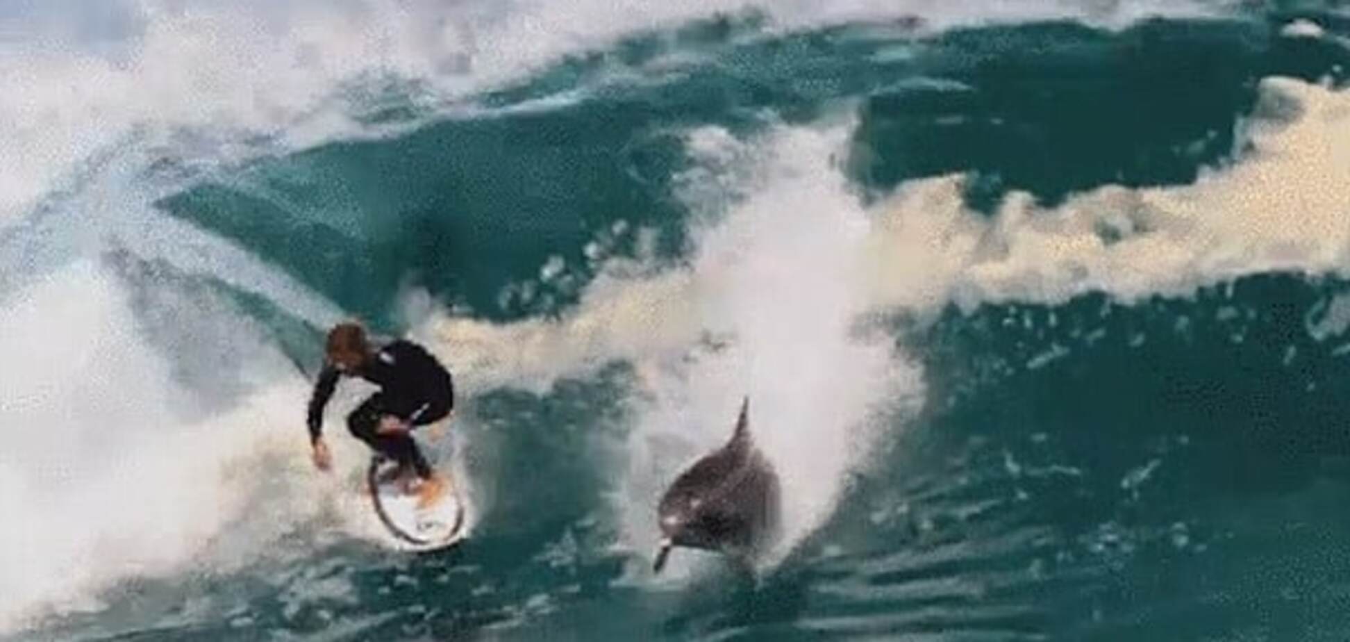 В Австралії дельфін підкорив хвилю разом із серфером: опубліковано відео