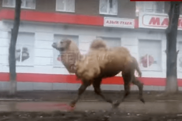 Верблюд из зоопарка Уфы
