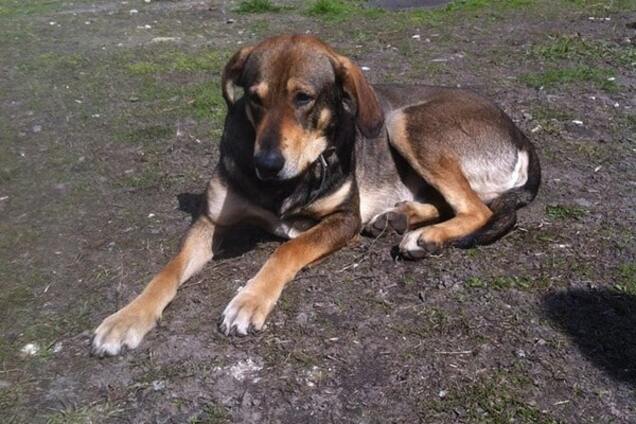 Приютите пса: в Киеве после смерти хозяина собака стала бездомной