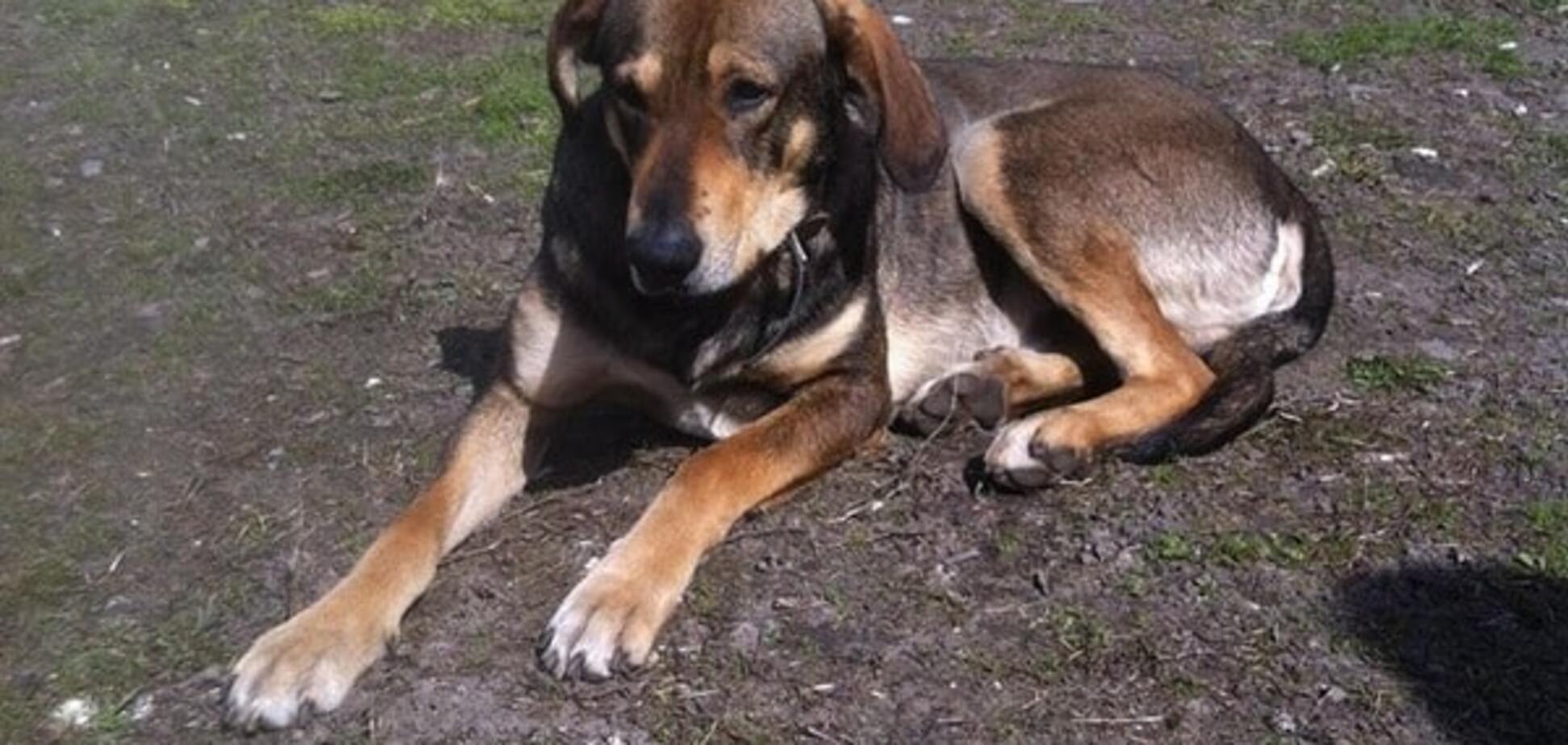 Приютите пса: в Киеве после смерти хозяина собака стала бездомной