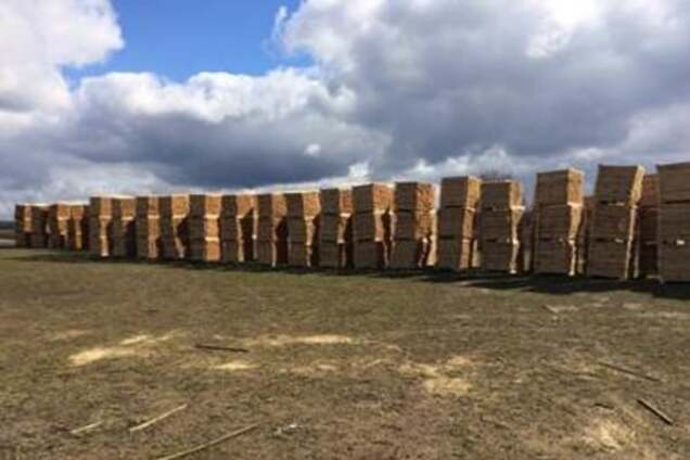 'Заробити' не вдалося: СБУ вилучила партію контрабандної деревини на 40 млн грн