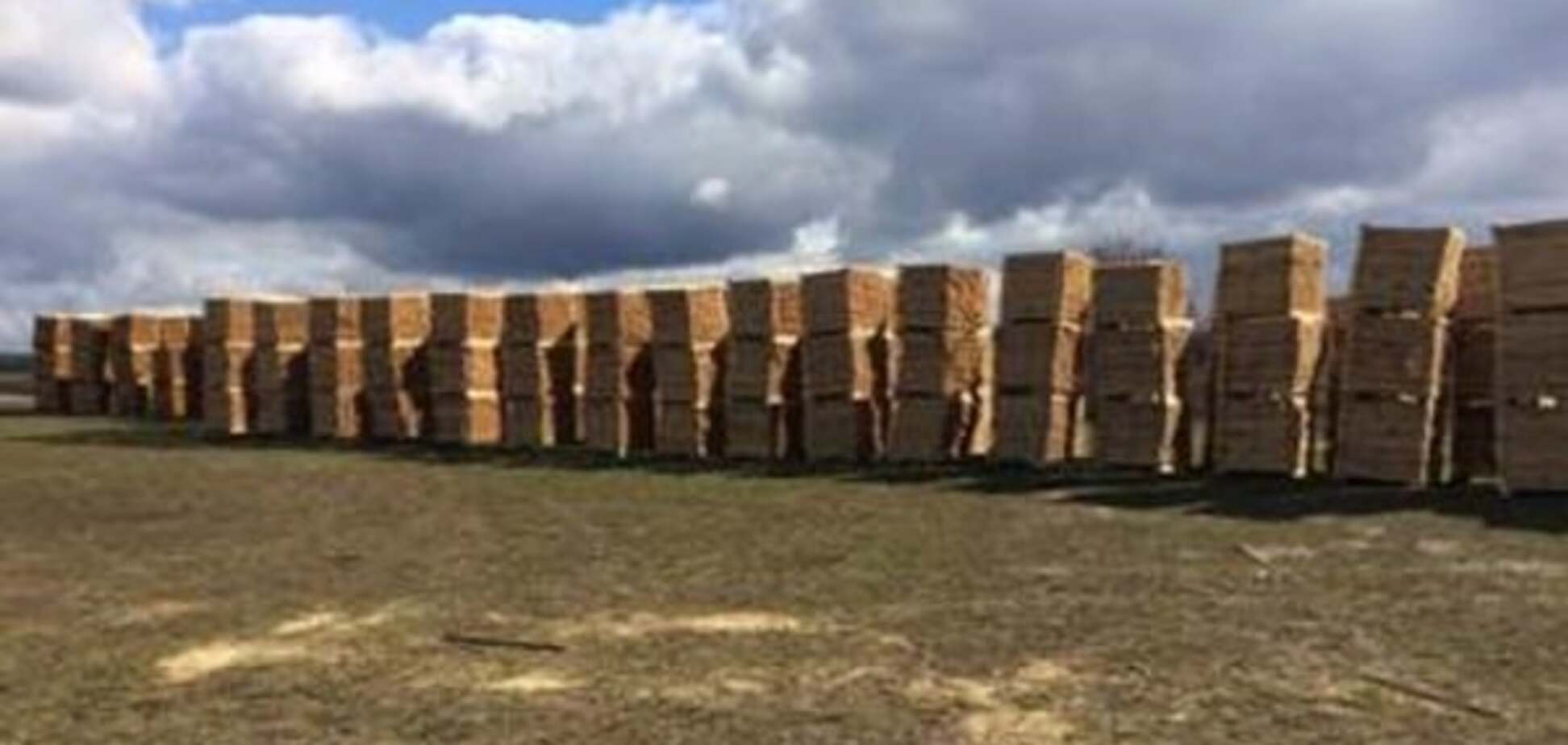 'Заробити' не вдалося: СБУ вилучила партію контрабандної деревини на 40 млн грн