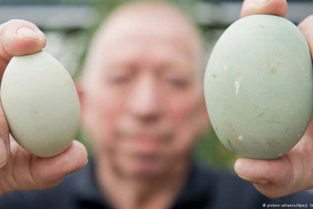 В Германии курица снесла 'второе яйцо мира'