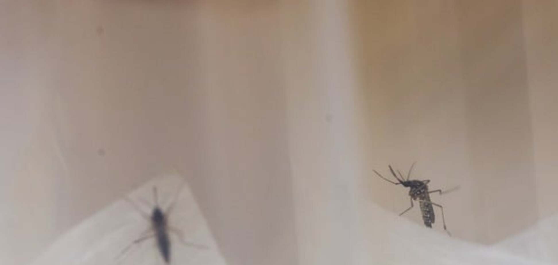 В Аргентине зафиксирована масштабная лихорадка денге: тысячи заболевших
