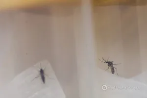 Комары вида Aedes aegypti - распространителями лихорадки денге