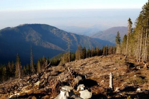 Як тане український ліс: вирубка карпатських лісів набула масового та постійного характеру