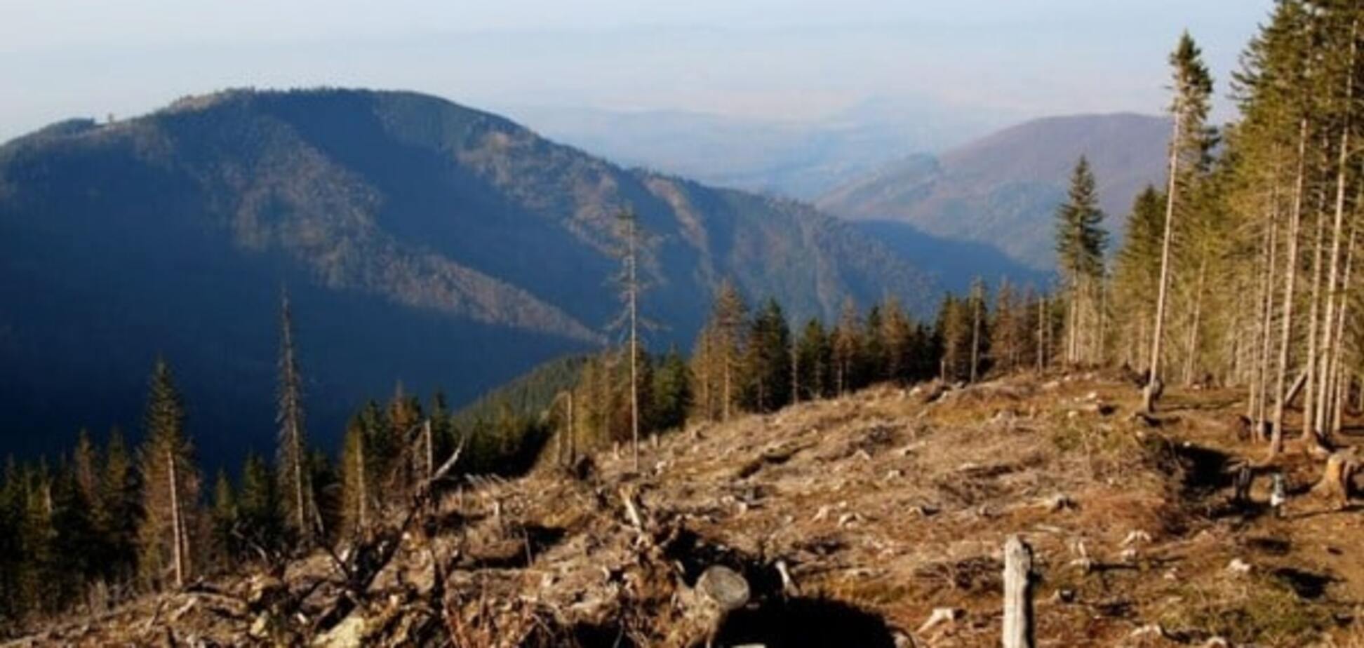 Як тане український ліс: вирубка карпатських лісів набула масового та постійного характеру