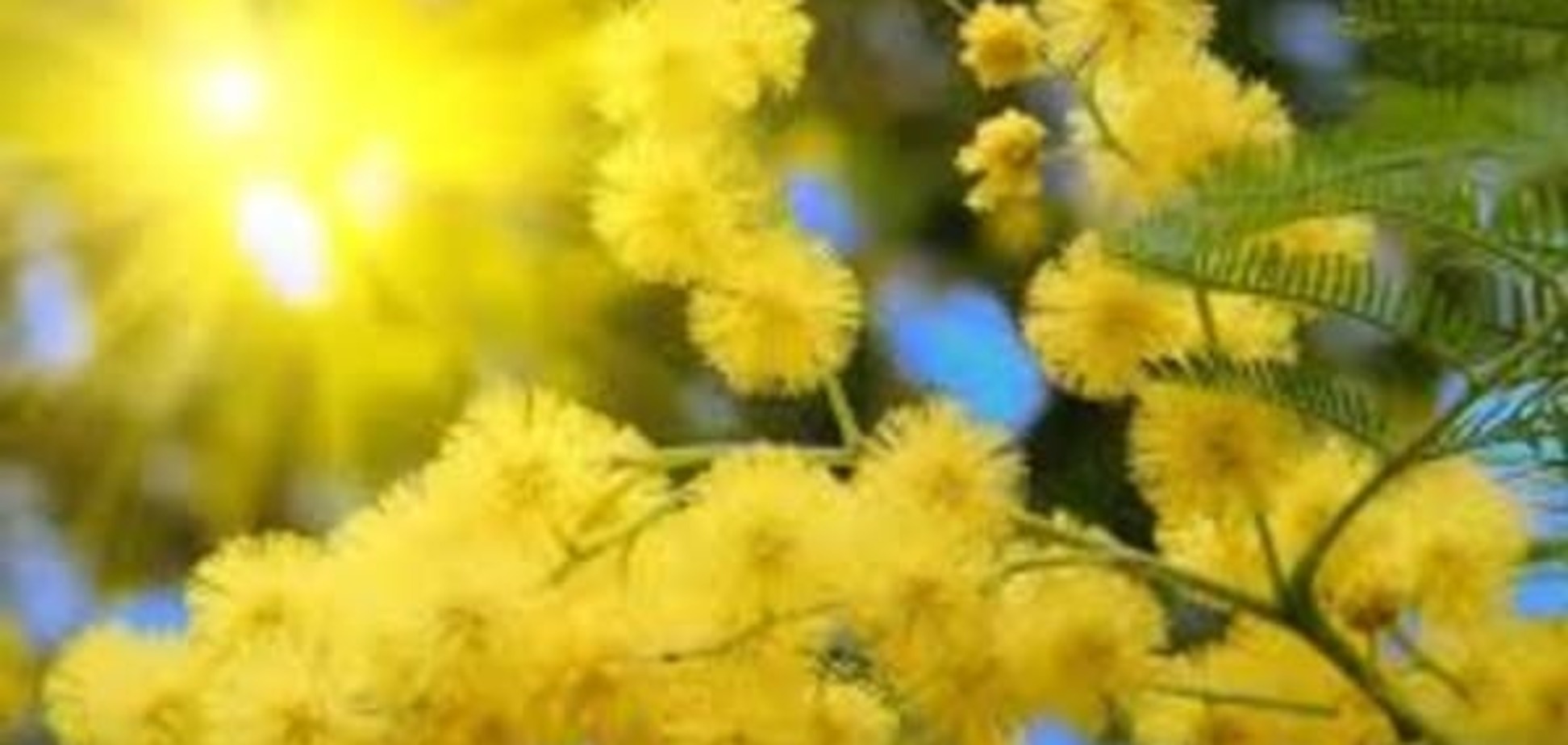 8 Марта в Киеве: продавцы цветов рассказали о ценах на букеты