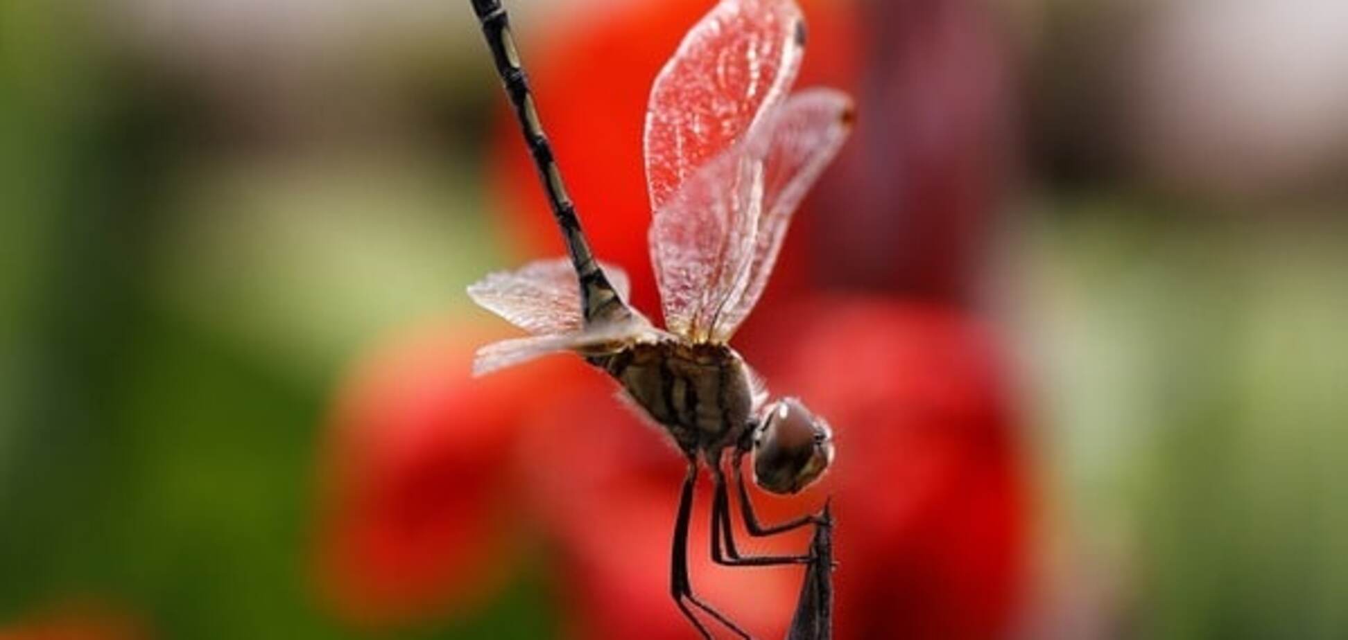Ученые узнали, кто чемпион среди насекомых по дальности полетов