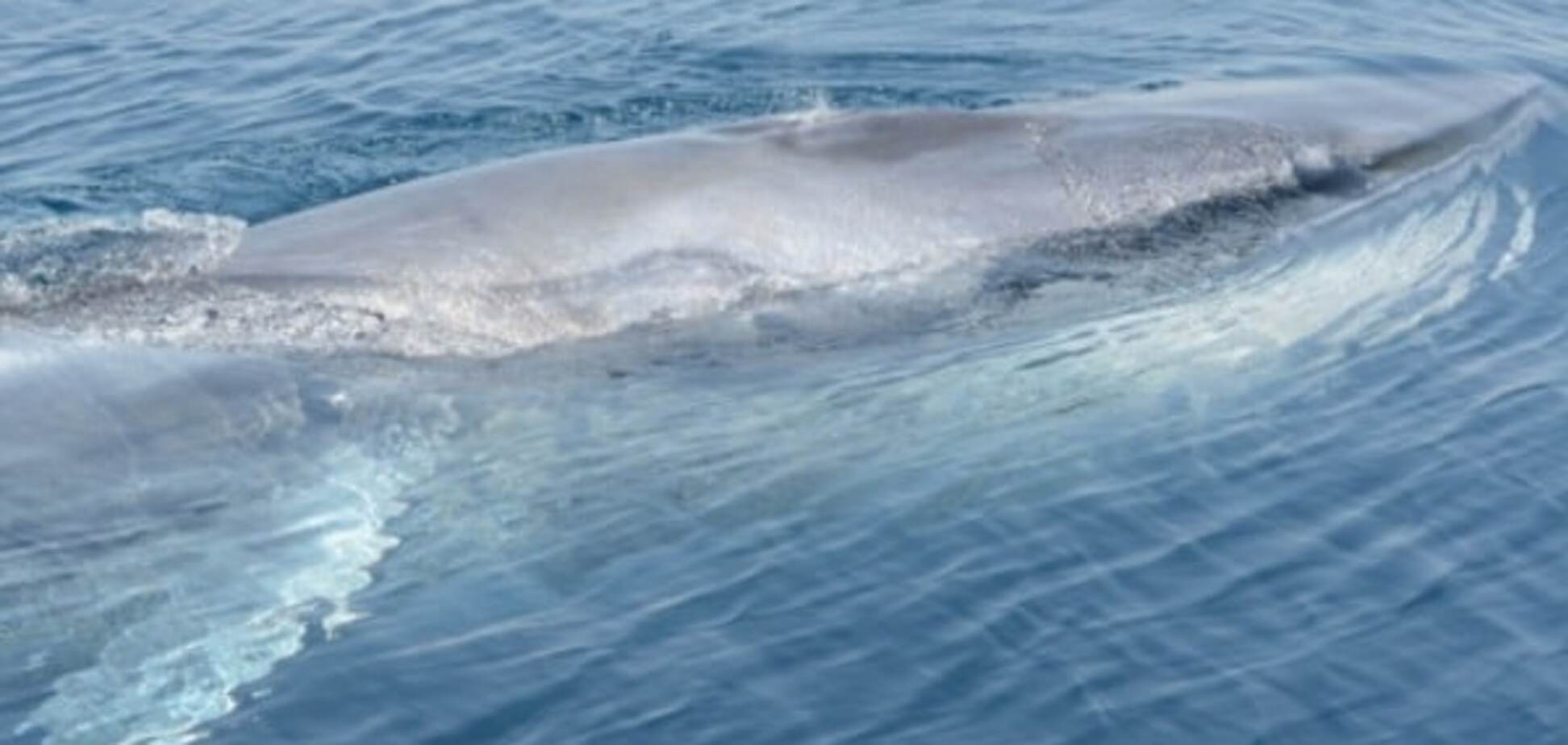 Чудо природы: ученые показали жизнь редчайшего мадагаскарского кита. Фотофакт