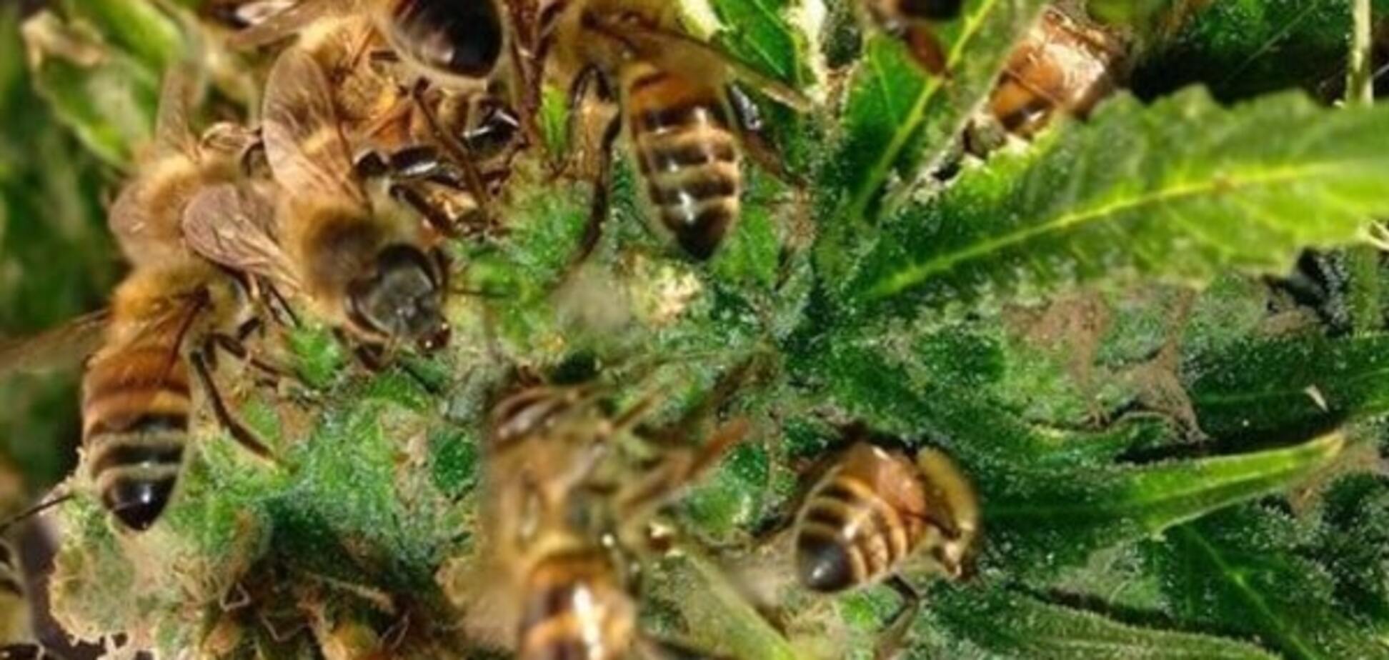 Француз-'кайфожор' научил пчел делать мед из конопли: видеофакт