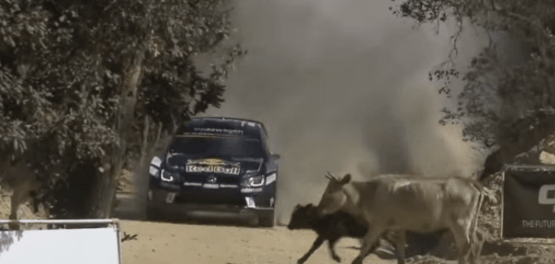 'Вот корова!' Трёхкратный чемпион мира чудом избежал страшной аварии на ралли: видео эпизода