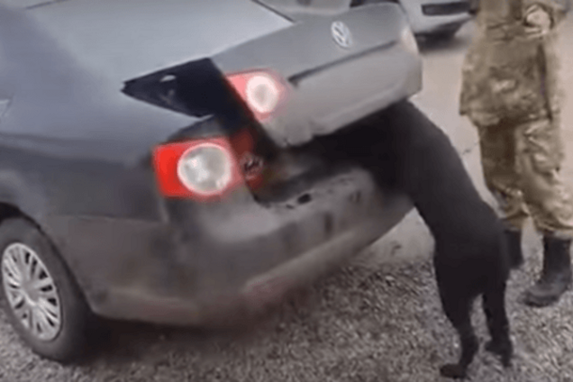 Релакс для террористов: служебная собака Иза нашла марихуану, которую везли в Донецк. Видеофакт