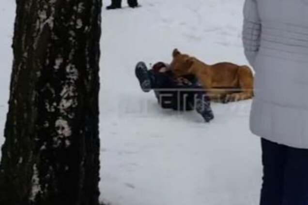 В России львенок напал на ребенка. Опубликовано видео