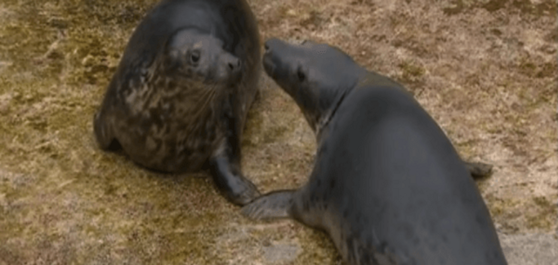 Чудо природы: в мире впервые родились тюлени-двойняшки. Фотофакт