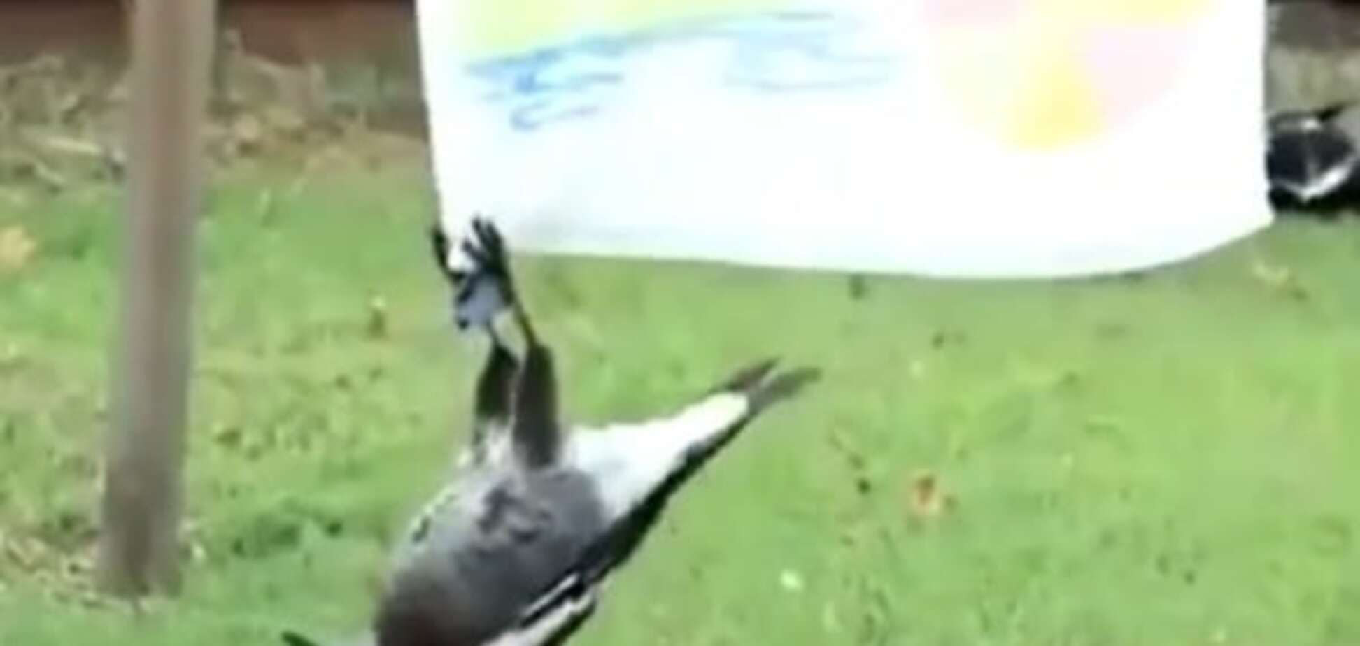 Ворона, считающая себя летучей мышью, удивила пользователей сети