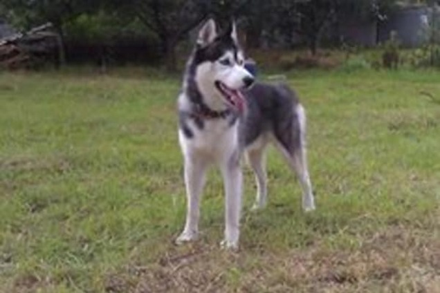 Пропал хаски: киевлянин попросил помощи в соцсети