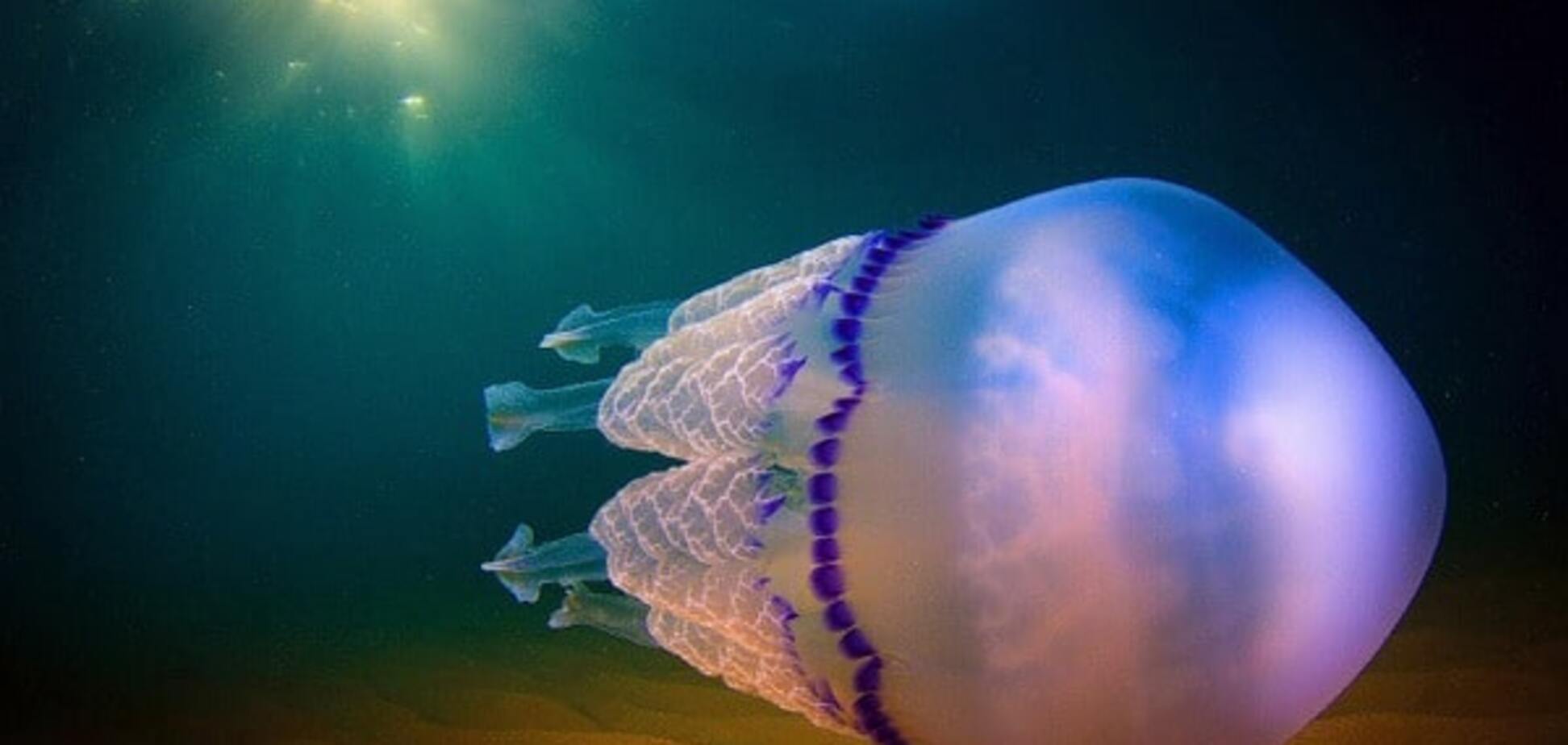 Удивительные создания: невероятные снимки медуз