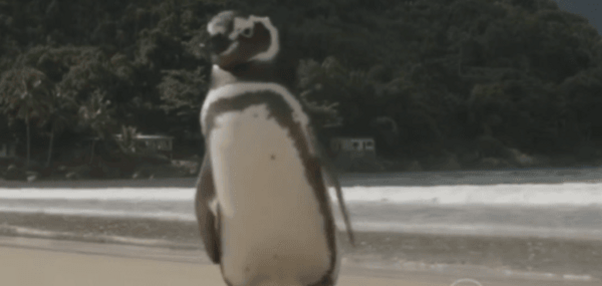 Пингвин ежегодно проплывает свыше 8 тыс. км ради встречи с другом: трогательные фото