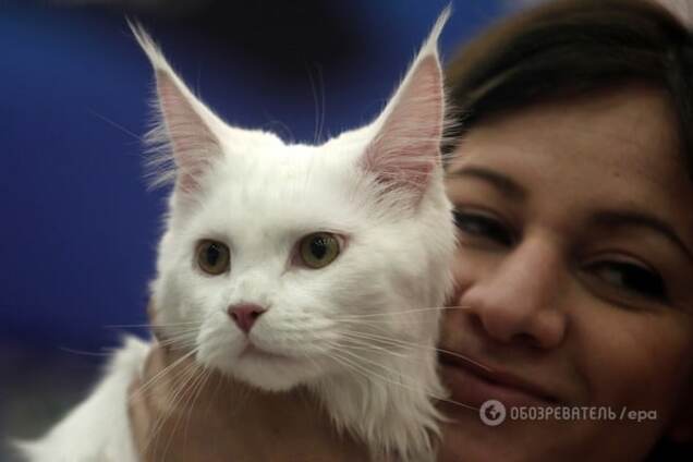 Усы и хвост: названы самые популярные породы кошек