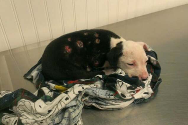 Невероятная история: спасенный из огня щенок стал пожарным