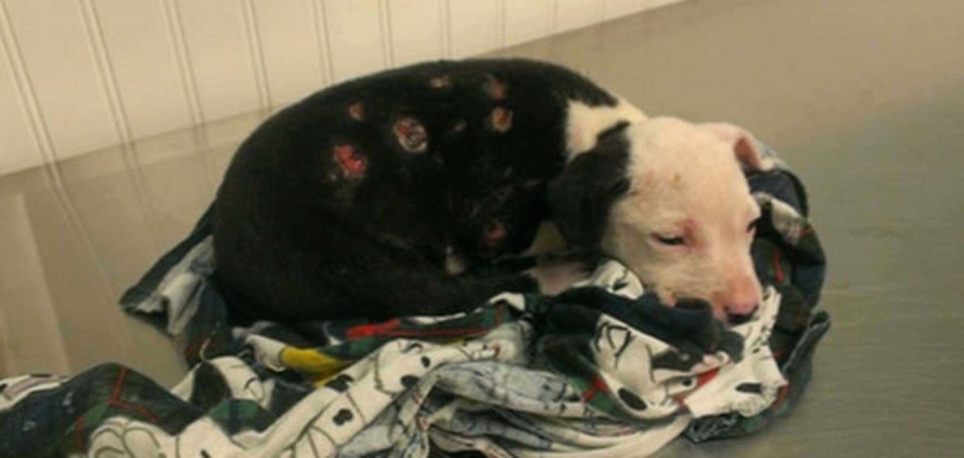 Невероятная история: спасенный из огня щенок стал пожарным