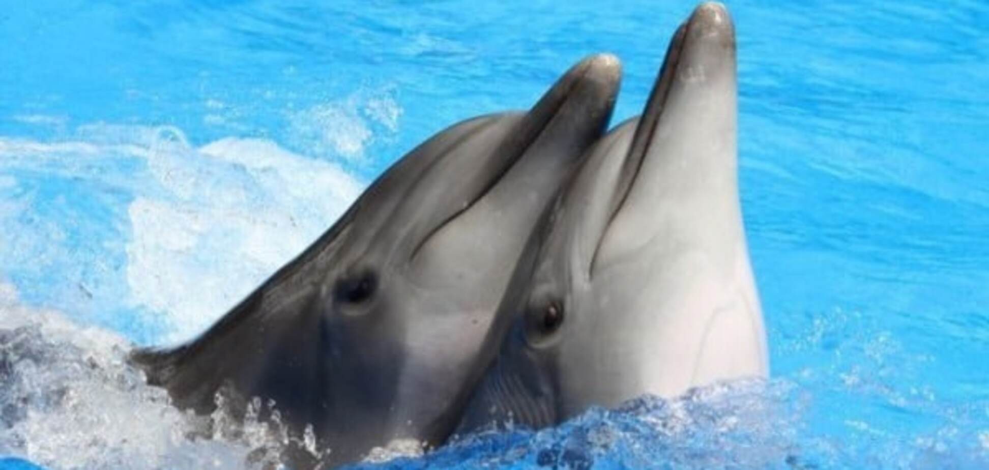 Оккупанты будут использовать черноморских дельфинов в военных целях