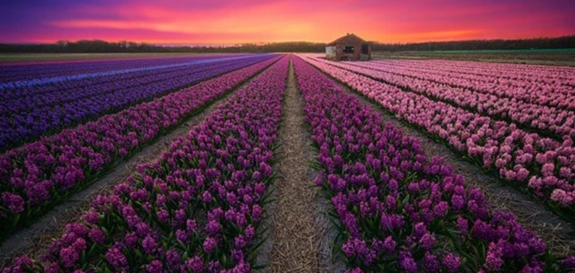 Страна тюльпанов: фотограф показал красочные пейзажи Нидерландов