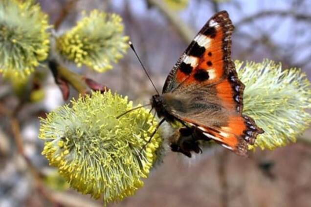 Погода в Украине