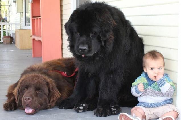 Ньюфаундленд