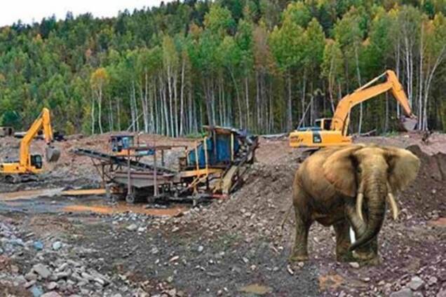 Слон, який утік із білоруської вантажівки, розігнав копачів бурштину - Слободян