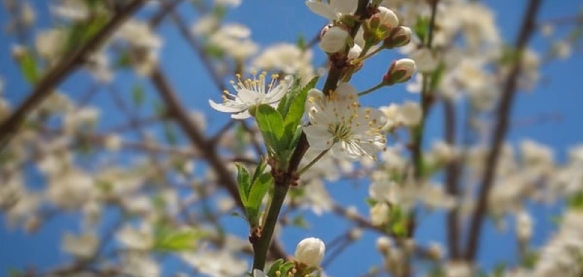 Погода на неделю: синоптики пообещали украинцам тепло с дождем