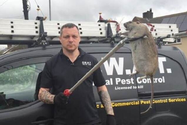 Крыса-мутант